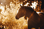 Noriker Horse Portrait