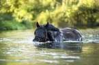 Noriker Horse in the water
