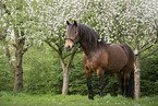 Noriker Horse