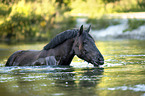 Noriker Horse in the water