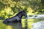 Noriker Horse in the water