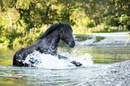 Noriker Horse in the water