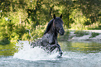 Noriker Horse in the water