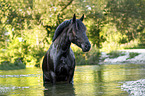 Noriker Horse in the water