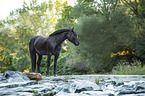 Noriker Horse