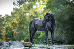 Noriker Horse