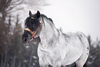 Noriker Horse Stallion Portrait