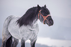 Noriker Horse Stallion Portrait