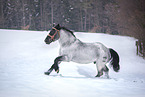 Noriker Horse