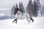 galloping Noriker Horse Stallion