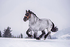 galloping Noriker Horse Stallion
