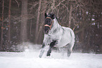 galloping Noriker Horse Stallion
