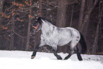 trotting Noriker Horse Stallion