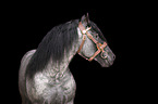 Noriker Horse Stallion Portrait