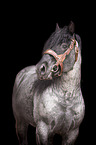 Noriker Horse Stallion Portrait