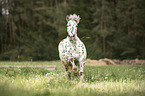 galloping Noriker Horse