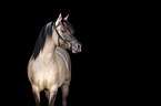 Noriker Horse Portrait