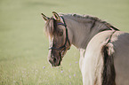 Noriker Horse Portrait