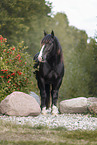 Noriker horse