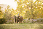Noriker geldings
