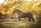Noriker gelding