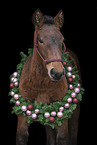 Noriker Portrait