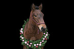 Noriker Portrait