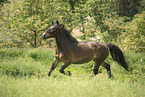Noriker gelding