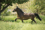 Noriker gelding