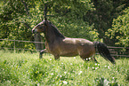 Noriker gelding