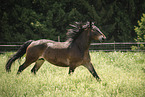 Noriker gelding