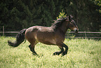 Noriker gelding