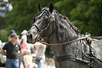 Noriker horse in front of carriage