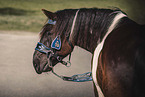 Noriker stallion