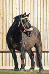 Noriker gelding