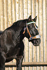 Noriker gelding