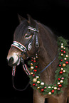Noriker Portrait