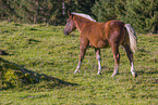 Noriker foal