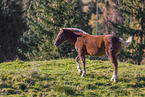 Noriker foal