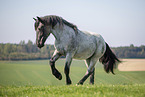 Noriker gelding