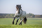 Noriker gelding