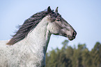 Noriker gelding