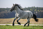 Noriker gelding
