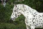Noriker