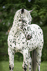 Noriker