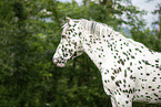 Noriker