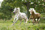 2 horses