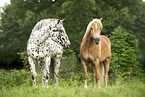 2 horses
