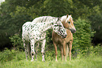 2 horses
