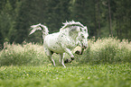 Noriker